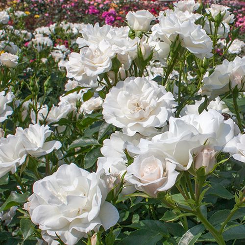 Alb - trandafir pentru straturi Floribunda